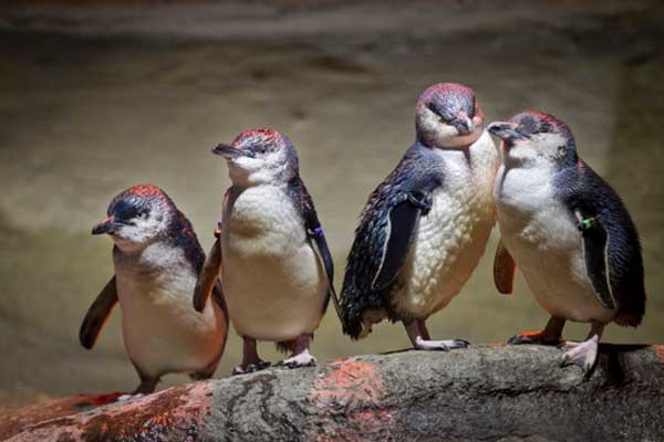 Little blue penguins make their debut at Camden´s Adventure Aquarium.