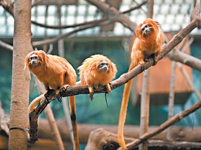 Phila. Zoo funds a program for the tamarin
