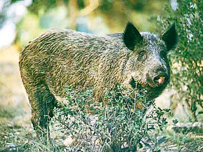 Invasive Species: Wild Boar