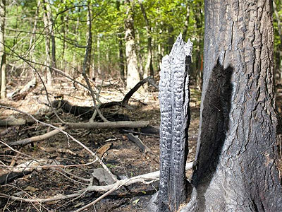 A charred tree trunk serves as a reminder of the fire at French Creek State Park. Though more than 700 acres burned, a Penn State professor says the blaze may benefit the forest. (Ed Hille / Staff Photographer)