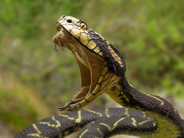 052314_Snake_iStock_600.jpg