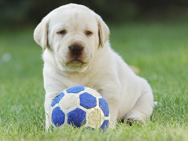 061214_lab_puppy_soccer_iStock_600.jpg