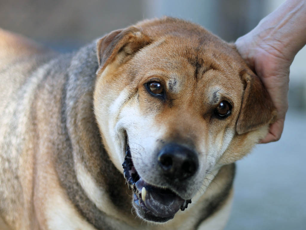 Nick Castellanos, PSPCA come back from the All-Star break with