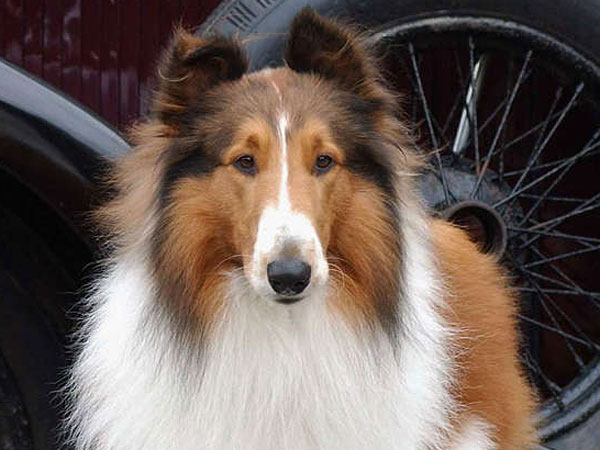 Lassie, The World's Most Famous Dog