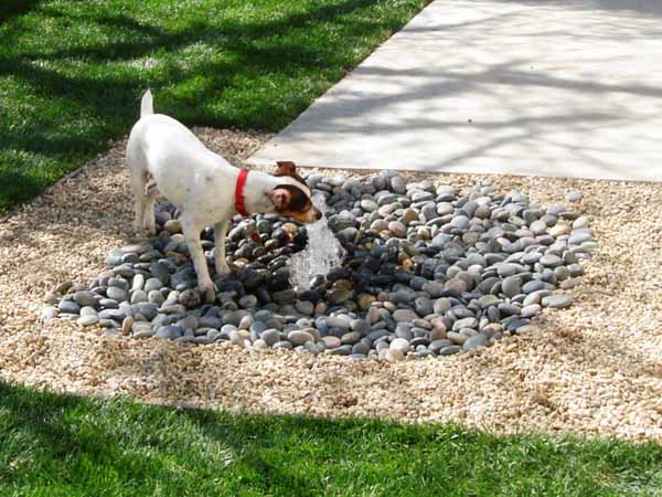 dog or dogs happily romping in the backyard is a classic dog