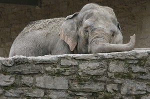 Dulary rests her trunk. The Phila. Zoo