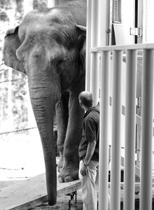 Scott Blais tries to coax Dulary down a ramp yesterday at her new home, the Elephant Sanctuary, in Hohenwald, Tenn.