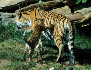 Three Amur tiger cubs born at Minnesota Zoo after father's death