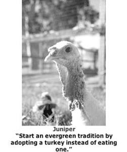 Farm Sanctuary operates shelters in New York and California for turkeys.