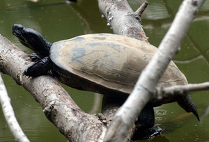 The red-bellied turtle , threatened in Pa., is known to be in the Delaware River.