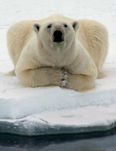 Alaska's polar bear population could fall victim to global warming by the middle of the century, scientists say.