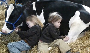 Katie Nolan (left), sister Lainey of Kinzers, Pa., petting a heifer Saturday, closing day of the 92d annual Farm Show.