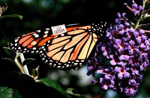 Gathering nectar from a butterfly bush in Cape May, a tagged Monarch prepares to continue the trip to Mexico. The New Jersey Shore town is a favorite stopover for monarchs that are making the journey of more than 2,000 miles from Upstate New York.