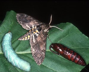 Tobacco hornworm larva (left), pupa, adult. Odor aversion bridged the stages.