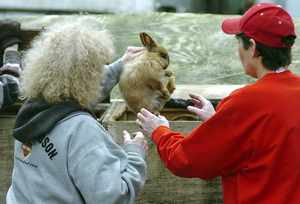 NANCY BEALL (left), SPCA Altantic County president, removes a rabbit from its cage at a home in the 400 block of Ocean Heights Avenue in Egg Harbor Township on Saturday. About 50 neglected rabbits were confiscated from the home. See story, Page 10.