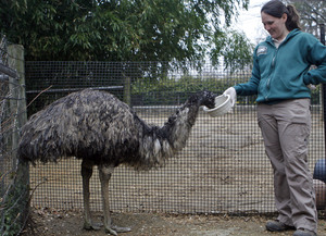 Wendy Lenhart feeds Mrs. Emu her medicine. "She eats more of it when I stand here," she says.
