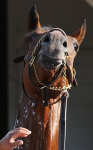 Big Brown is the morning-line favorite, at 3-1, for tomorrow's Kentucky Derby - from the difficult Gate 20. In three career starts, Big Brown has won bya combined 29 lengths.