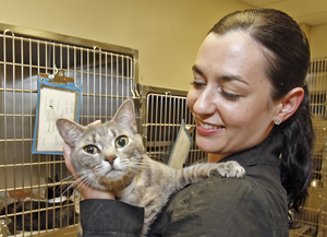 Tara Derby, CEO of the Philadelphia Animal Care and Control Association, checks on a cat that was awaiting adoption on Friday. The nonprofit group is under fire for uncontrollable kennel cough in dogs.