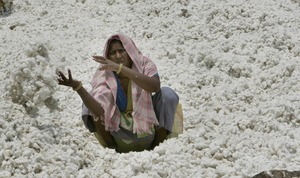 Life has never been easy in India's cotton belt, but for many farmers facing crushing debt, life is unbearable. At right,a woman works in a cotton factory near Pandarkawhda.