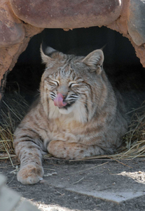 Bobcat roadkill in NJ - General Trapping Discussion - NJ Woods & Water