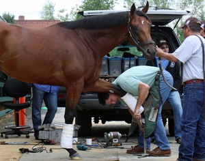 Nikes? Big Brown gets a new set of shoes from blacksmith Ian McKinlay. Holding the horse is groom Ramiro Gonzales.