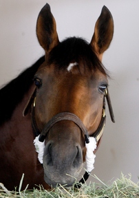 Big Brown, triumphant at the Kentucky Derby and Preakness, receives a hero's welcome at Belmont Park. Story on D3.
