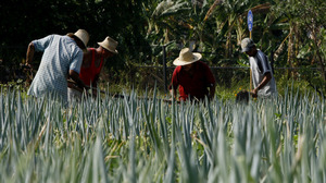 Farmers work in an onion field at a hydroponic farm in Havana that uses specialized irrigation methods to grow vegetables. Many expect President Raul Castro to expand the urban-farming program he began as an experiment in the early 1990s.