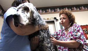 Veterinarian Jennifer Kramer examines Matthias, Vicki Sayles' English setter, who suffers from dementia. Blunting of the brain's nerve conduction leads to mental deterioration ranging from memory lapses to impaired processing of visual cues. It's diag- nosed by excluding other conditions that cause the same behaviors. Medications help shift some behaviors, but there is no cure.
