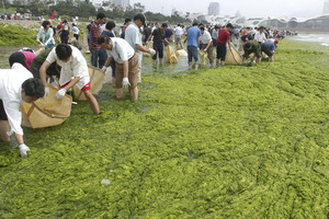 Thousands of Chinese have been mobilized to clear algae from the Olympic Games' sailing area in Qingdao, in the east. Thousands more have been called to fight locusts in the north.
