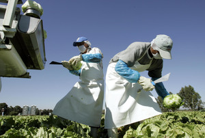 Mexican workers in sanitized aprons, gloves and masks use sterilized knives to harvest lettuce from a farm near San Miguel de Allende in November. The crop was bound for Dallas.