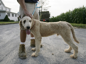 A PSPCA officer with a sick male Labradoodle during the raid Thursday on an Amish farmer's dog kennel in Chester County.