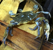 A blue claw crab
