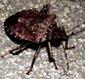 The stinkbug