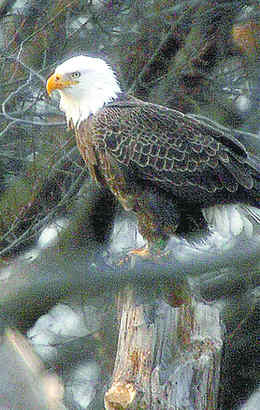 A young eagle, not yet adept at nesting, nevertheless is half of a new pair observed in the Heinz wildlife refuge at Tinicum.