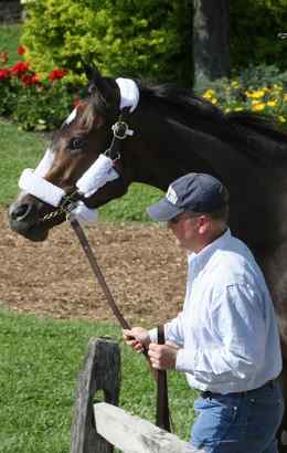 Rachel Alexandra goes to stakes barn with assistant trainer Scott Blasi.