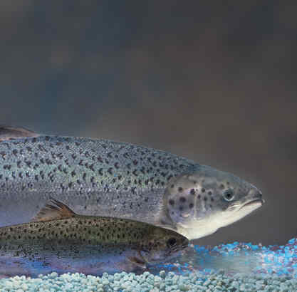 Deus & BURTON FAMILY TREE　MODIFID FISH Genetically modified salmon could be sold in two years