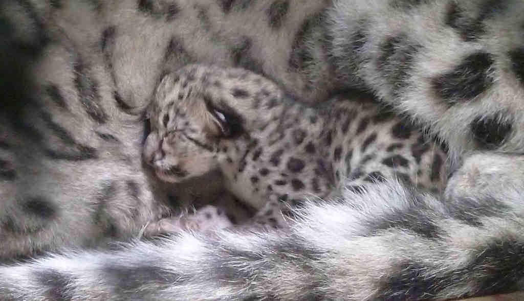snow leopard babies