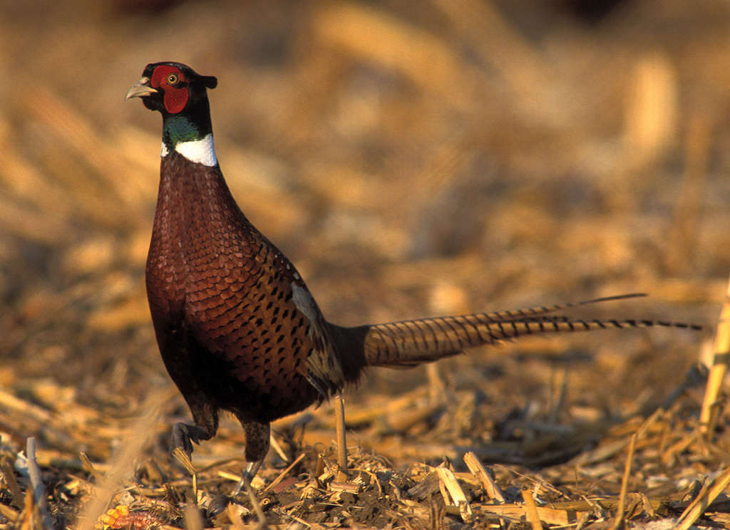 Early snowfall flooding hurt this year s pheasant hunt in