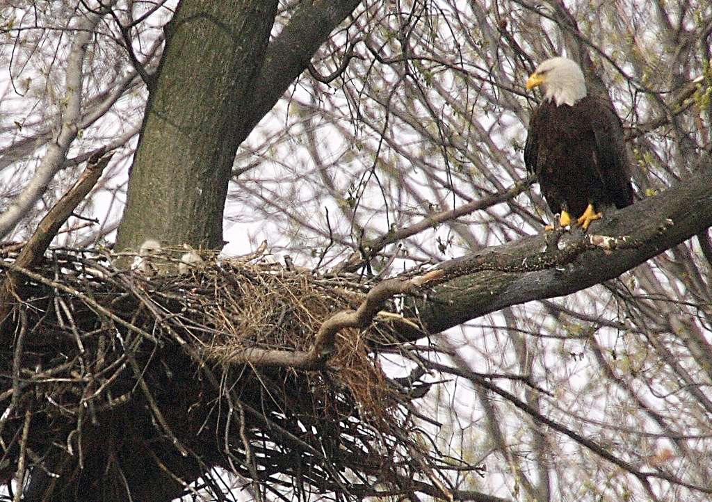 Conservation Success in New Jersey: DEP Reports Record Number of Bald Eagle  Nests