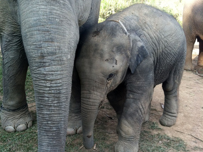 A baby elephant snuggles up to an adult at the Golden Triangle Asian Elephant Foundation camp in Chiang Rai, Thailand. (Stu Bykofsky / For the Inquirer)