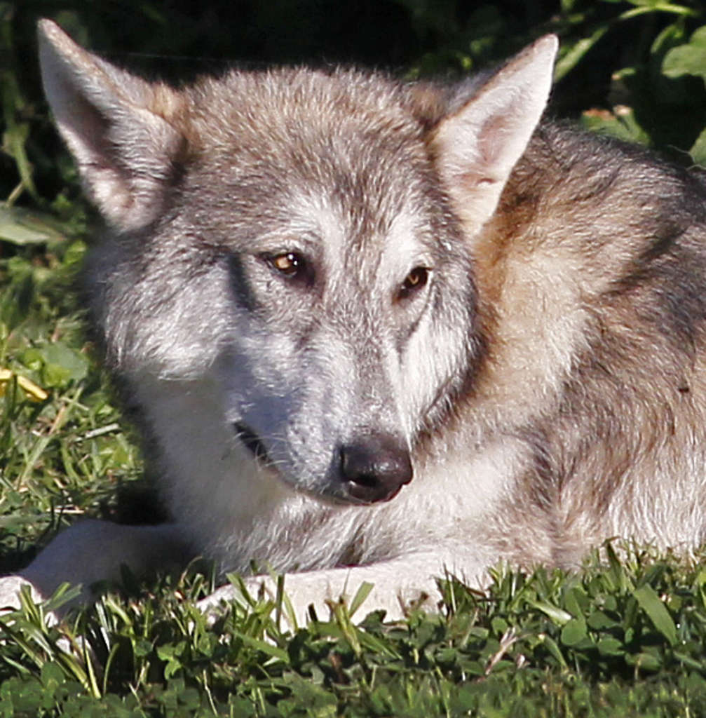 are-wolf-hybrids-legal-in-pennsylvania