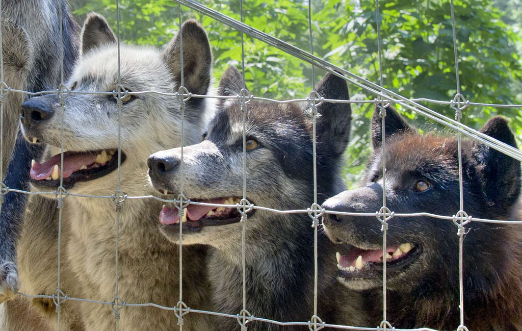 are czechoslovakian wolfdogs good for apartment units