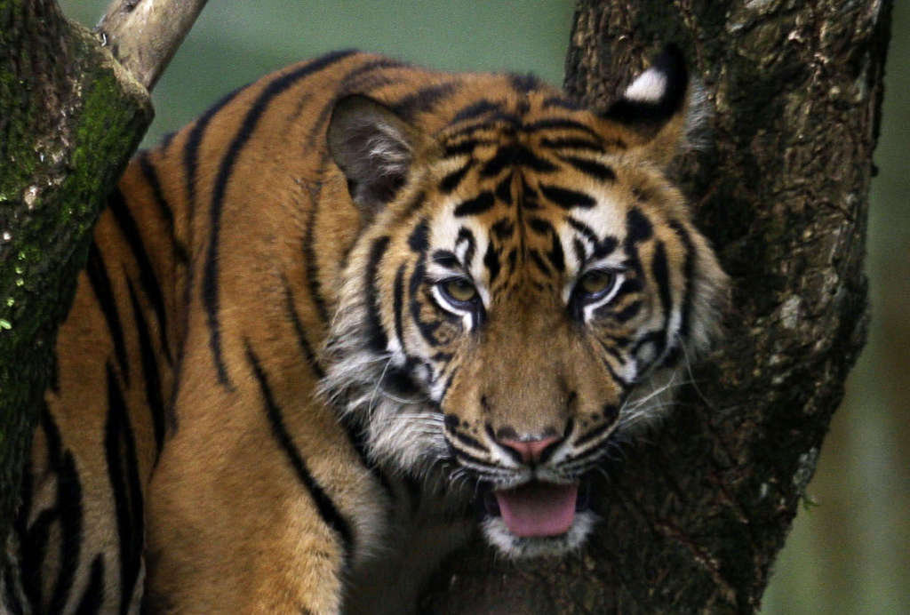 Do not lie': Tigers in 'dangerous territory' after 'slippery