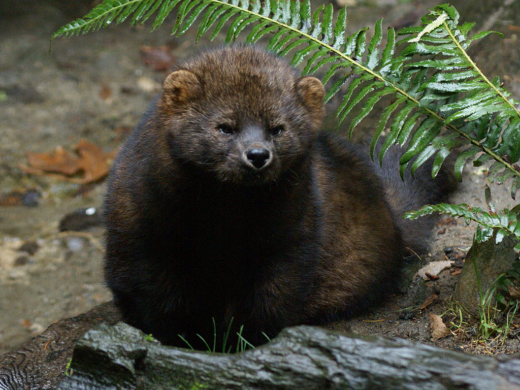 fisher cat sounds at night