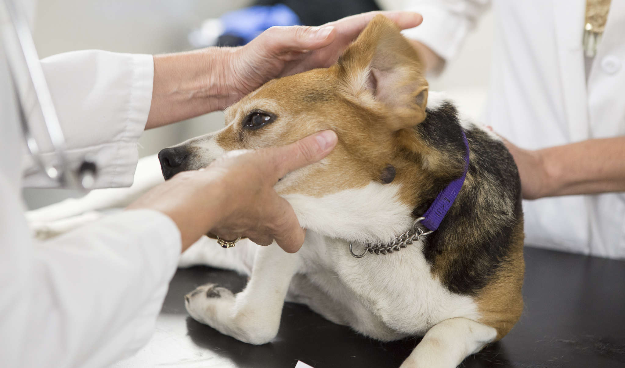 Treating Dogs With Breast Cancer And Aiding Research For Humans