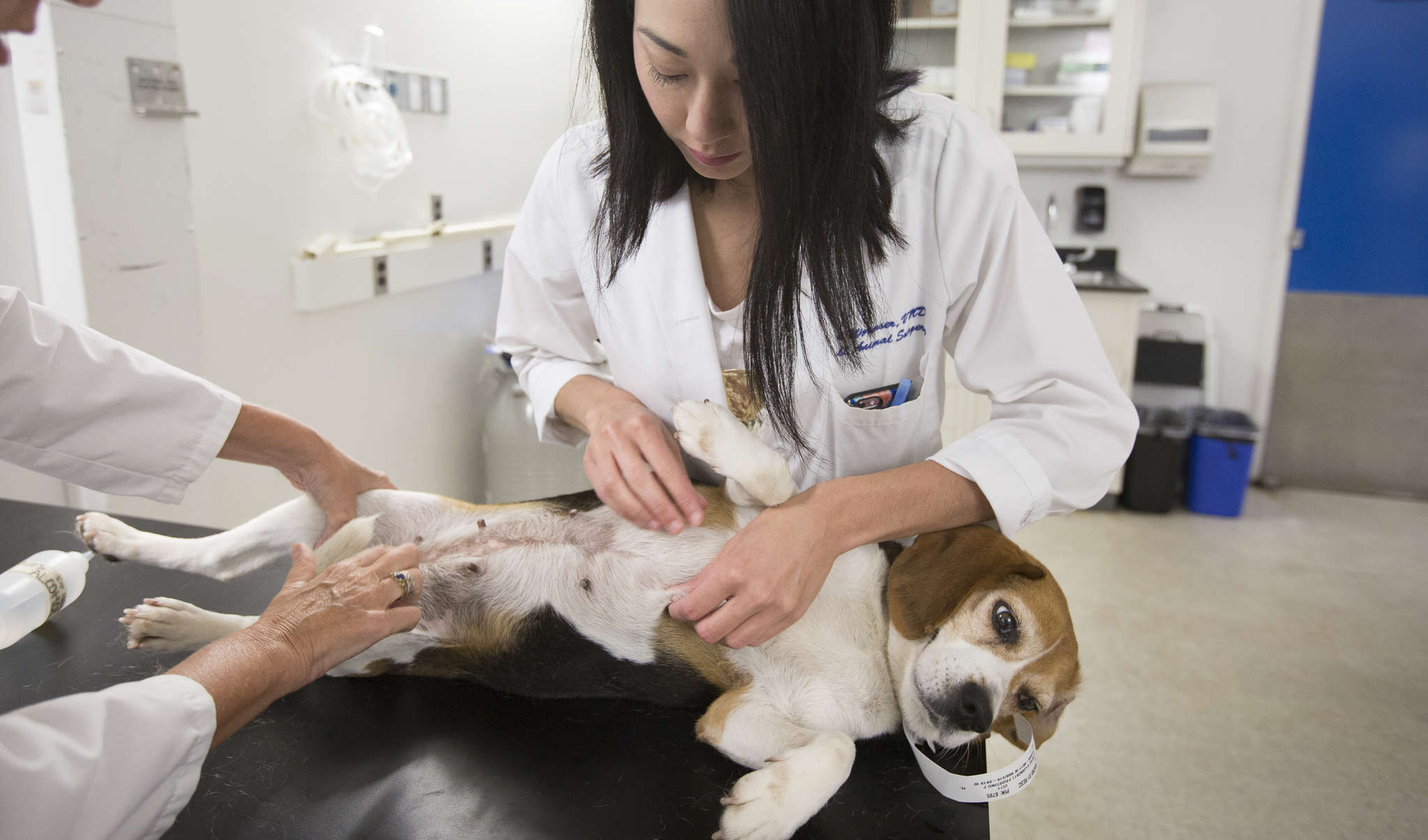 can mammary tumors in dogs be cured