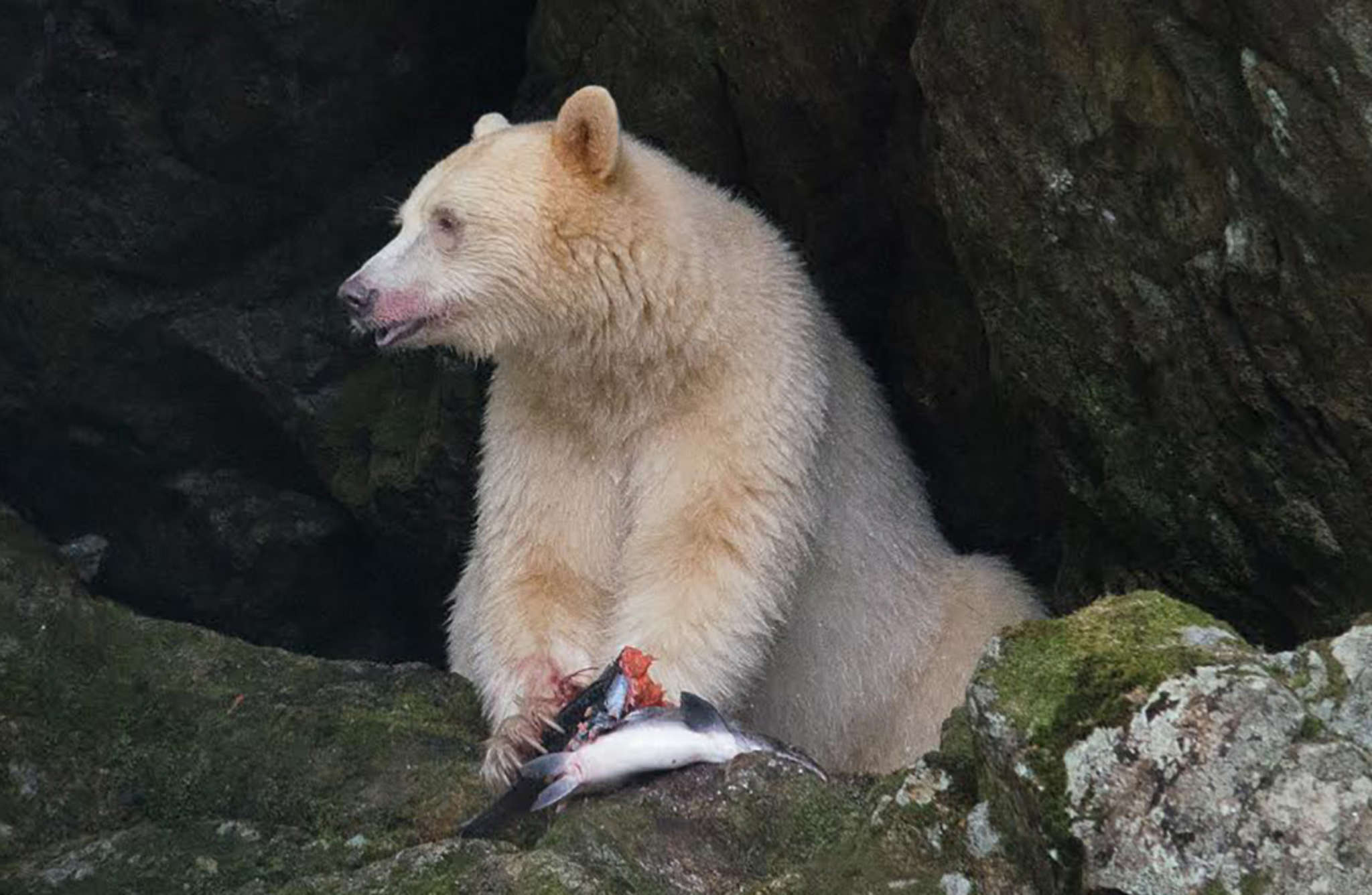 Animal Facts: Kermode (spirit) bear