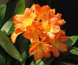 Photo of clivia taken at Longwood Gardens by Sharon Vogel