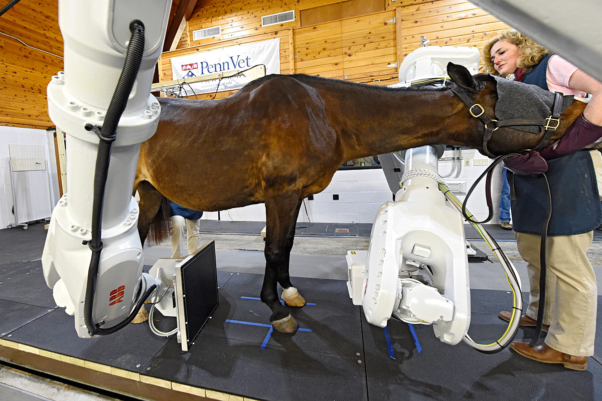 Just out of the CT scanner fit a horse