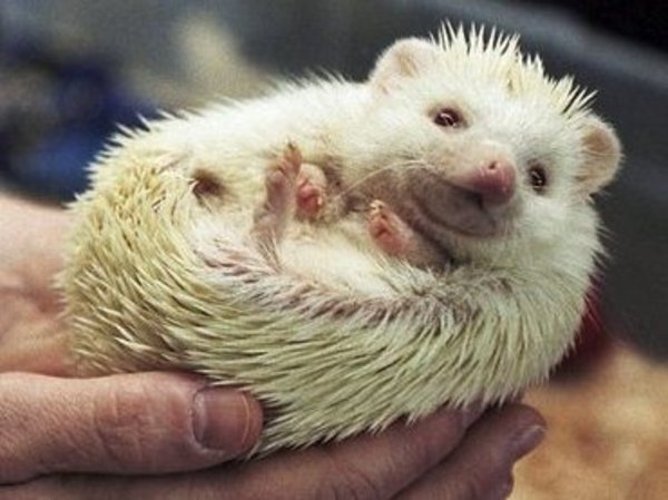 PA lawmaker: Let my hedgehogs go